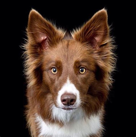 65 best images about brown red and white border collies on