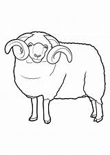 Mouton Coloriage Moutons Imprimer Colorier Dessin Coloriages Imprime Flamant Télécharge Partage sketch template