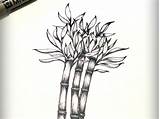 Sugarcane Drawing Paintingvalley Drawings Dribbble sketch template