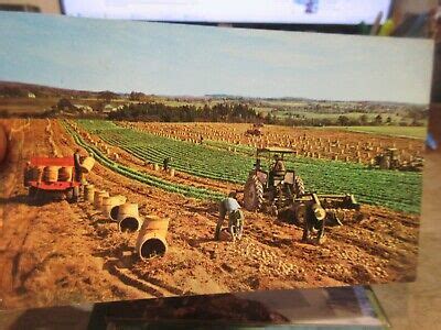 vintage  postcard maine houlton aroostook county potato farm harvest tractor ebay