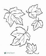 Leaves Coloring Tree Pages Printable sketch template