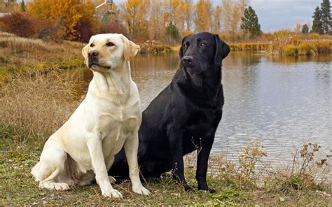 labrador retriever dog breeders profiles  pictures dog breeders profiles  pictures
