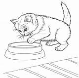 Kitten Coloring Pages Baby Cat Cats Choose Board sketch template