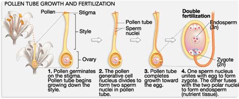 sexual reproduction in flowering plants biology4isc