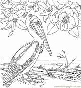 Pelican Magnolia Pelicano Printable Louisiana Brown Colorare Alabama Animales Paginas Colouring Drawing Outline sketch template