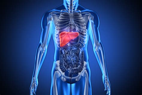 liver    organ   human body   regenerate