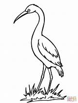 Coloring Crane Pages Stork Bird Drawing Clipart Storks Sandhill Getdrawings Popular Library Coloringhome sketch template