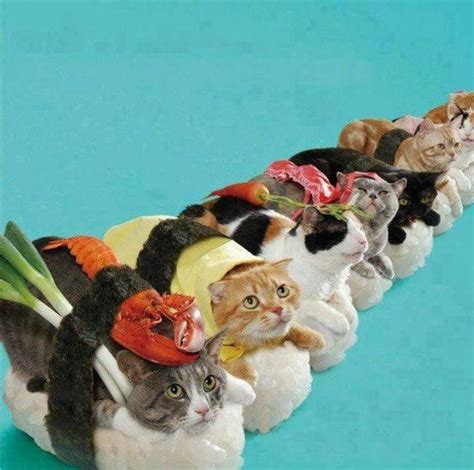cat sushi sushi cat cat dressed  space cat