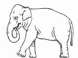 Elephants Kids Animals Drawings Stumble Bestappsforkids sketch template