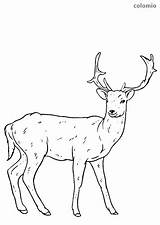 Fallow Deers Mammals sketch template