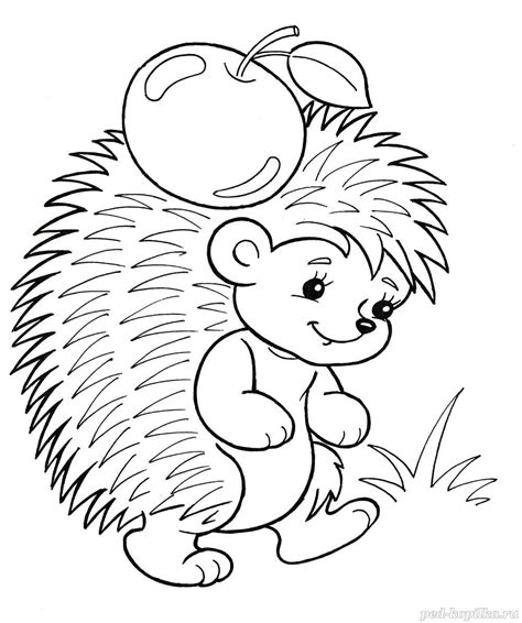 hedgehog coloring pages  children  images print