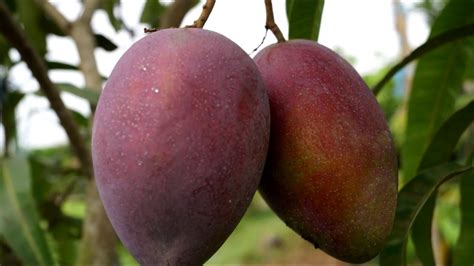 rahasia sukses  menanam  merawat mangga irwin manggga ungu