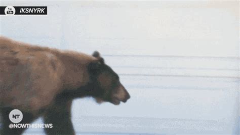 bear s find and share on giphy