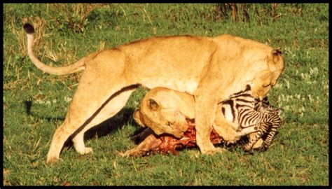 safari  lions feeding photography images  cameras