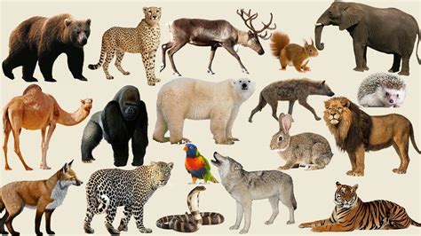 real animals pictures  kids