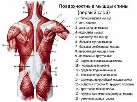 Мышцы спины человека анатомия и строение глубокие и поверхностные