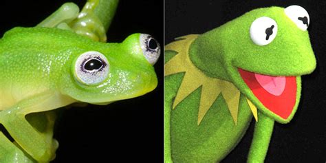 newly discovered frog    kermit huffpost