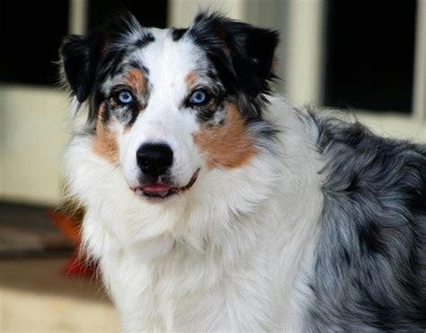 australian shepherd information dog breeds  thepetowners