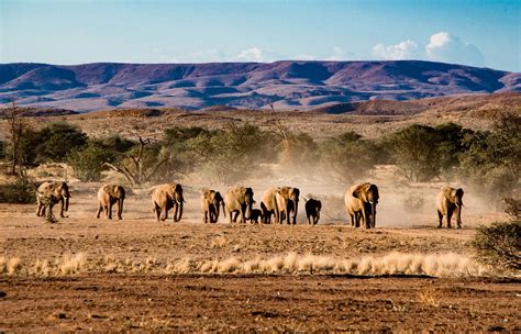 destinations namibia  drive safari