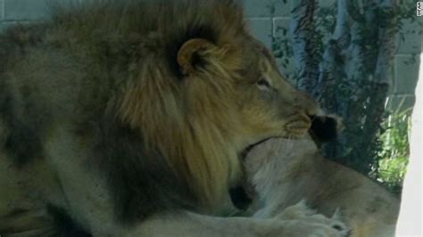 dallas zoo lion kills lioness  front  visitors clamor world
