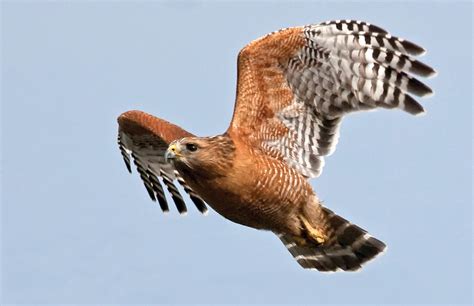 bay nature magazine hear  clarion call   red shouldered hawk