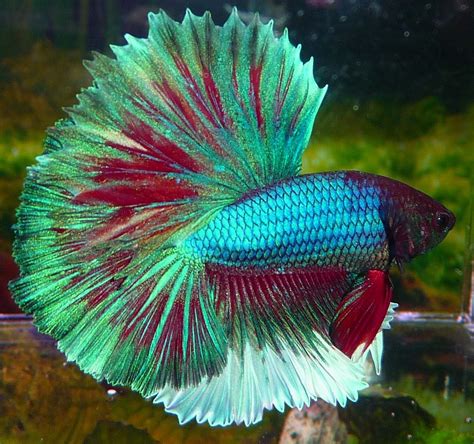 prettiest betta prettiest betta fish   international betta