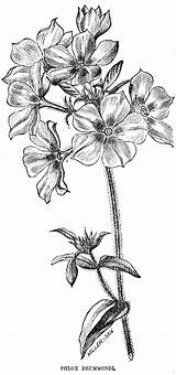 Phlox Flowers Vintage Drawing Two 1853 Horticultural Flower Drawings Tuesday Digital Posted Choose Board Botanical Visit Catalog Cora Magazine sketch template