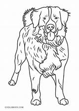 Dogs Bernese Cool2bkids sketch template