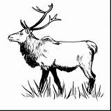 Clipartmag Moose sketch template