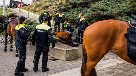 politie geschokt na dood politiepaard undercover  overal kunnen gebeuren rtl nieuws