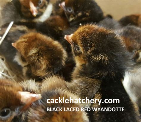 Black Laced Red Wyandotte Chicks For Sale Cackle Hatchery