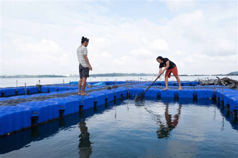 fish farming  singapore    time