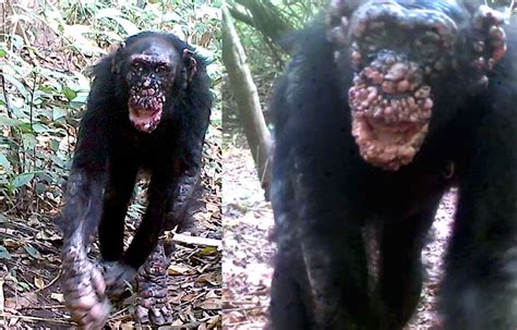 leprosy seen in wild chimpanzees for the first time iflscience
