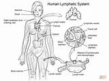 Lymphatic Nervous Linfatico Linfático Dibujo Worksheet Immune Endocrine Template Vicoms sketch template