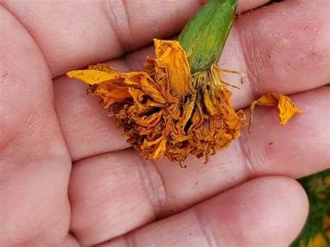 grow marigolds  seed
