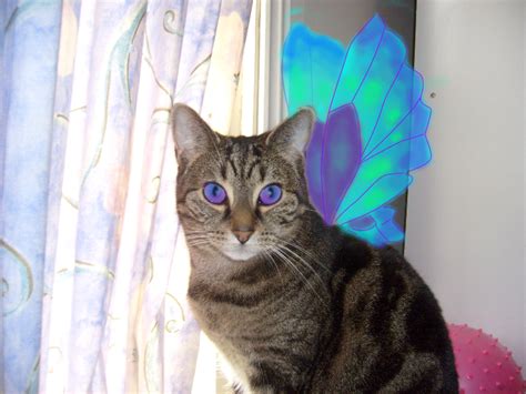 fairy cat  darkkittie  deviantart