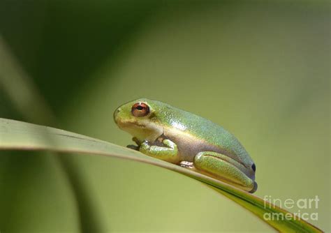 baby green tree frog photograph  kathy baccari