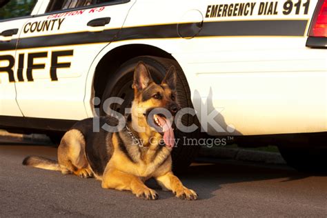 canine unit stock photo royalty  freeimages