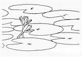 Lily Pad Draw Coloring Drawing Water Lilypad Flower Lotus Drawings Closes Goes Under Size Kids Paintingvalley Colorluna sketch template