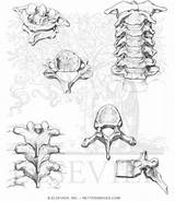 Cervical Vertebra Netterimages Spine Vertebrae Thoracic sketch template