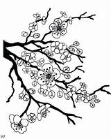 Coloring Apple Blossom Getcolorings sketch template