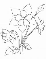 Columbine Coloring Perennial Flower Drawing Pages Getdrawings sketch template