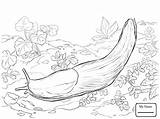 Slug Coloring Lettuce Sea Library Pages Getdrawings Drawing sketch template