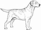 Labrador Yellow Sketch Albanysinsanity Retrievers Bookman Colin Labradors Puppies sketch template