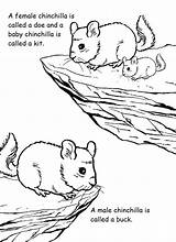 Coloring Print Chinchilla Activities Pages Template sketch template