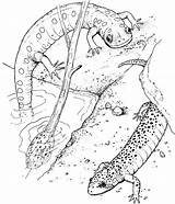 Salamander Newt Salamandra Repteis Anfibi Anfibio Animali sketch template