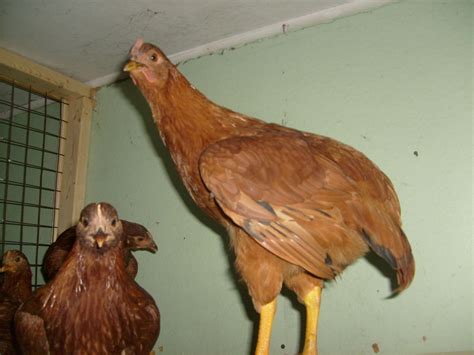 Rhode Island Red Sex Backyard Chickens