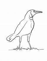 Crow Coloring Pages Easy Kids sketch template