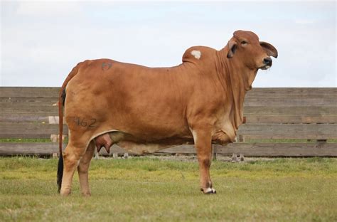 red brahman show cattle  sale fresh   spring   stock shows