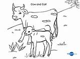 Cow Coloring Calf Pages Baby Kids Drawing Printable Cows Colouring Cliparts Color Sheet Getcolorings Getdrawings Popular sketch template